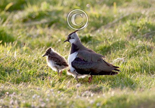 Lapwing and Chick DM0858